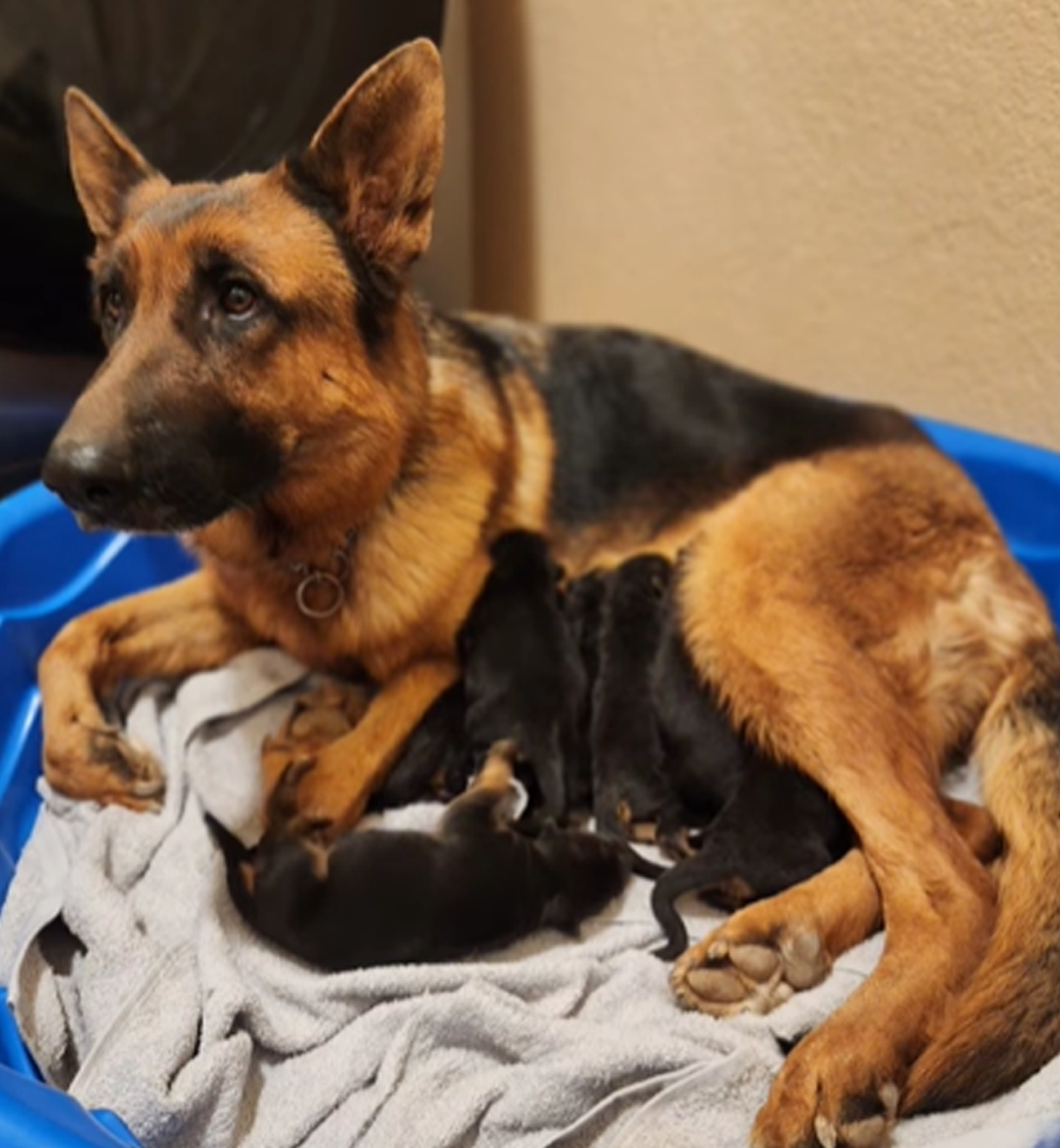 Kola's Litter with Qeb 2025 January