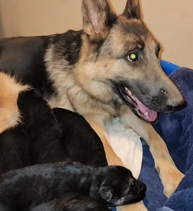 Kala's Litter with Qeb 2025 January