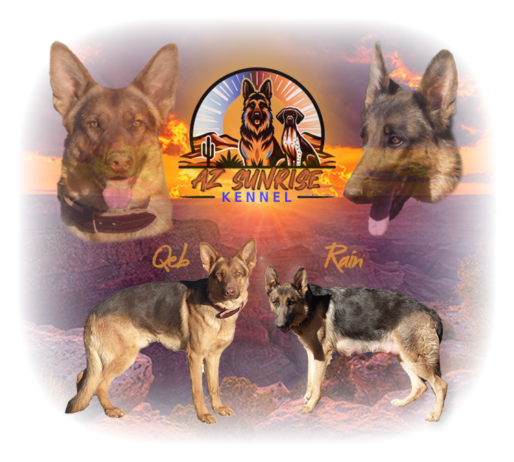 Qeb the livertan german shepherd in Arizona