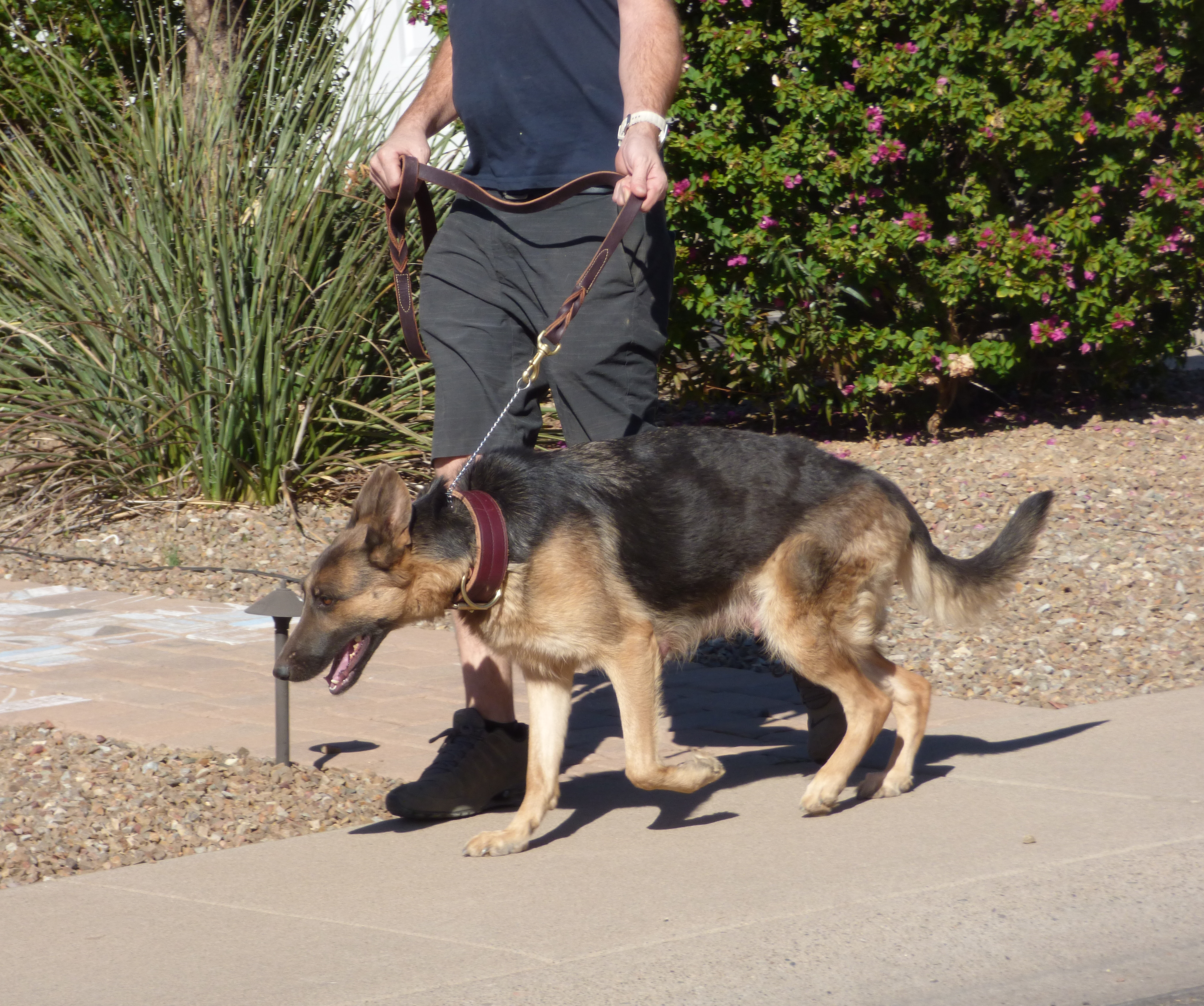 Qeb the livertan german shepherd in Arizona
