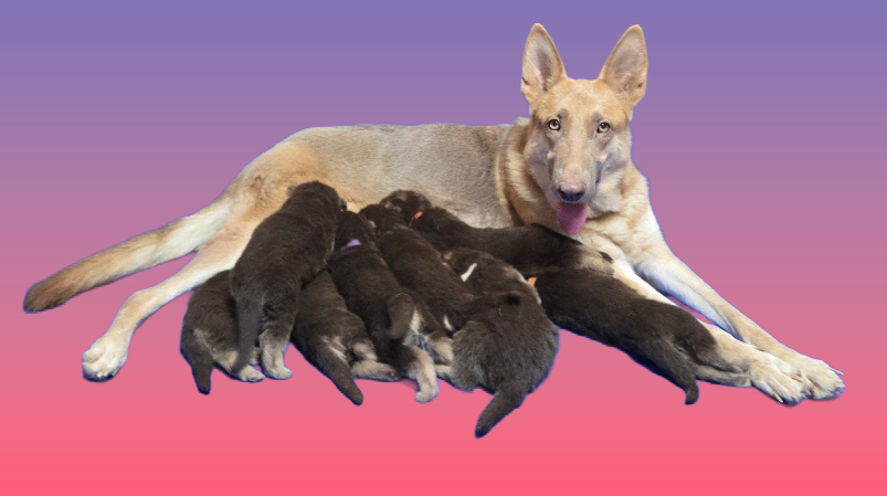 Kola's Litter with Qeb 2025 January
