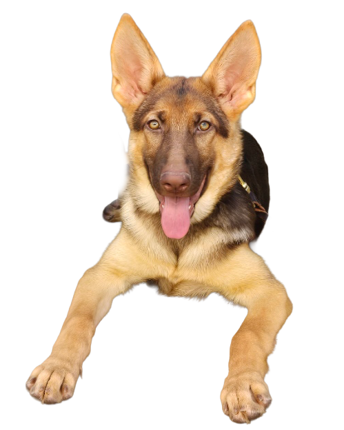 AZ Sunrise Kennel German Shepherd