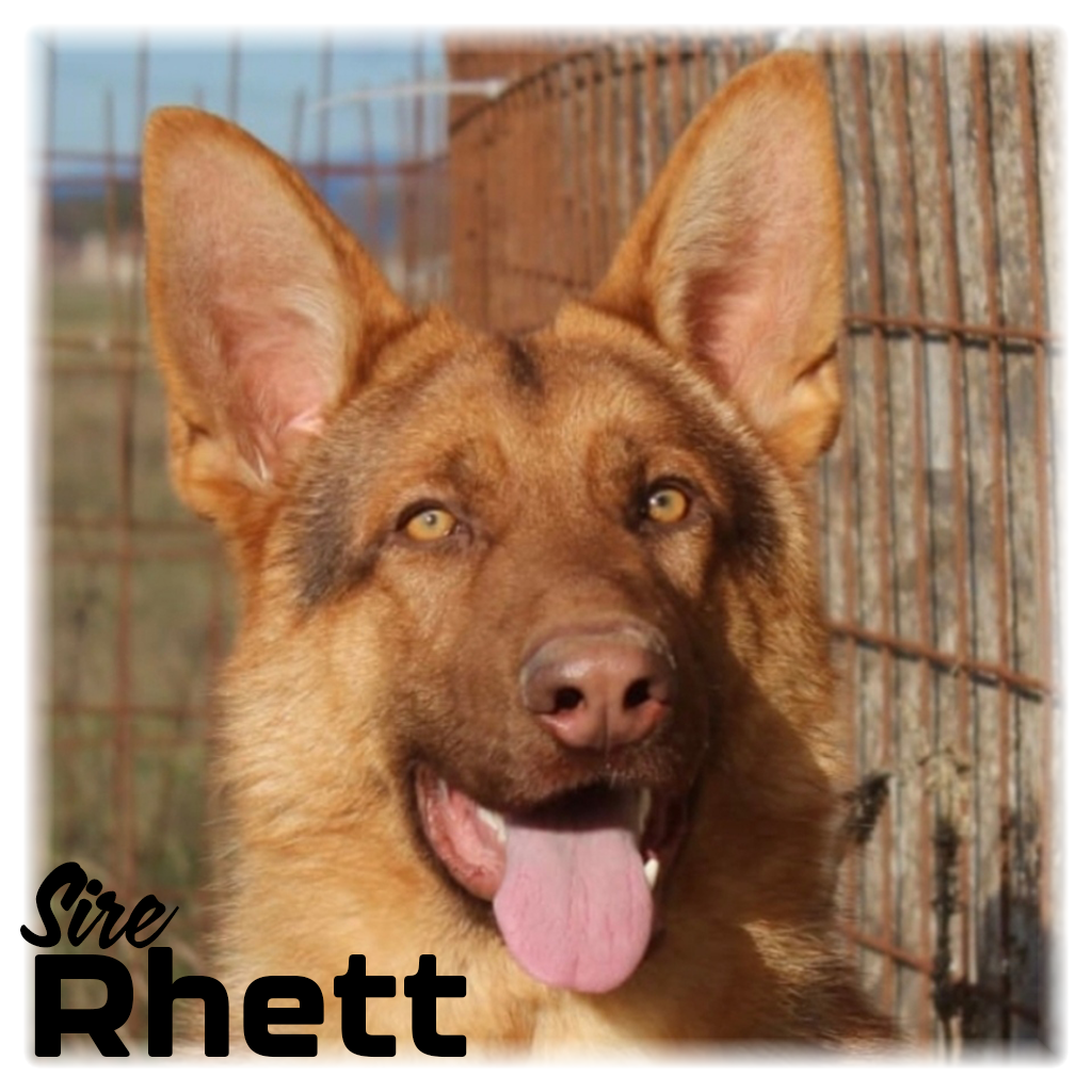 Qeb the livertan german shepherd in Arizona